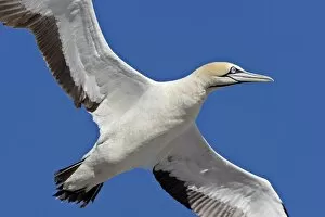 Images Dated 25th October 2007: Cape gannet (Morus capensis) in flight, Bird Island, Lamberts Bay