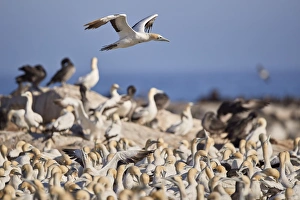 Bird Colony Prints: Cape Gannet (Morus capensis) flying over the colony