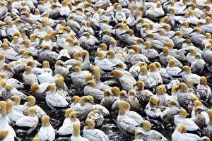 Gannet Prints: Cape gannet (Morus capensis), Lamberts Bay gannet colony, Western Cape, South Africa