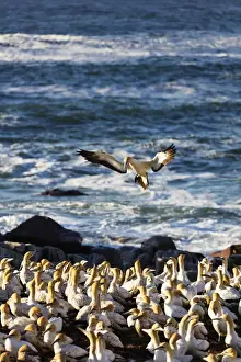 Cape gannet (Morus capensis), Lamberts Bay gannet colony, Western Cape, South Africa