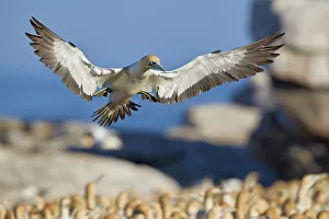 Spread Wings Prints: Cape gannet (Morus capensis) landing, Bird Island, Lamberts Bay, South Africa, Africa