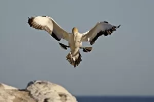Cape gannet (Morus capensis) landing, Lamberts Bay, South Africa, Africa