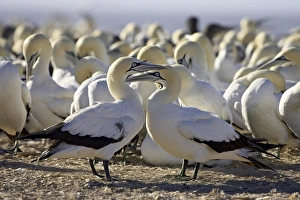 Morus Capensis Prints: Cape gannet (Morus capensis) pair, Lamberts Bay, South Africa, Africa