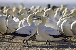 Images Dated 1st March 2007: Cape gannet (Morus capensis) pair, Lamberts Bay, South Africa, Africa