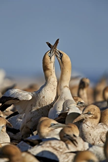 Cape gannet (Morus capensis) pair necking, Bird Island, Lamberts Bay, South Africa