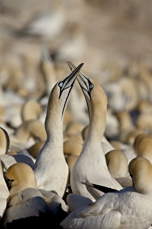 Images Dated 25th October 2007: Cape gannet (Morus capensis) pair necking, Bird Island, Lamberts Bay