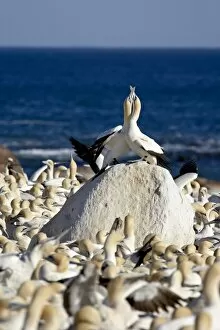 Images Dated 25th October 2007: Cape gannet (Morus capensis) pair necking, Bird Island, Lamberts Bay
