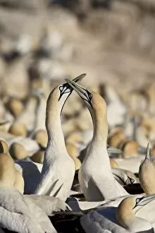 Images Dated 25th October 2007: Cape gannet (Morus capensis) pair necking, Bird Island, Lamberts Bay