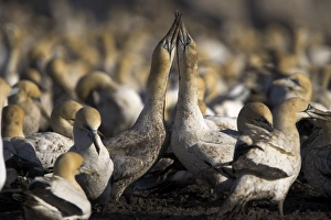 Gannet Prints: Cape gannets