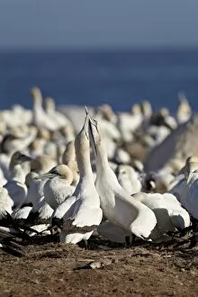 Images Dated 4th April 2011: Two Cape gannets (Morus capensis) necking, Bird Island, Lamberts Bay