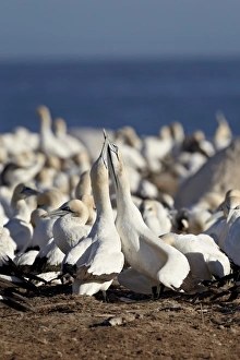 Morus Capensis Prints: Two Cape gannets (Morus capensis) necking, Bird Island, Lamberts Bay