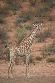 Cape giraffe (Giraffa camelopardalis giraffa), Kgalagadi Transfrontier Park encompassing