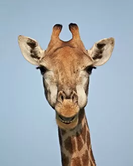 Safari Animals Gallery: Cape giraffe (Giraffa camelopardalis giraffa), Kruger National Park, South Africa, Africa