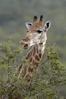 Cape giraffe (Giraffa camelopardalis giraffa) eating, Hluhluwe Game Reserve