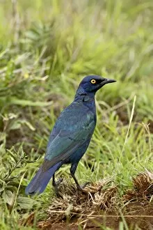 Images Dated 3rd November 2006: Cape glossy starling (Lamprotornis nitens)