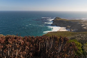 Images Dated 23rd April 2010: Cape of Good Hope, Cape of Good Hope Nature Reserve, Western Cape, South Africa, Africa