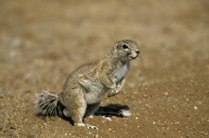 One Animal Only Prints: Cape ground squirrel