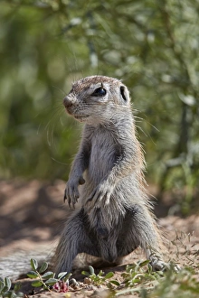 Juvenile Prints: Cape ground squirrel (Xerus inauris), juvenile, Kgalagadi Transfrontier Park, South Africa