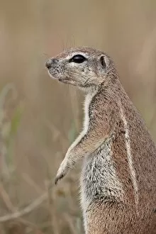 Images Dated 8th April 2011: Cape ground squirrel (Xerus inauris), Kgalagadi Transfrontier Park