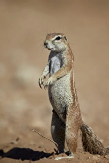 Cape ground squirrel (Xerus inauris), Kgalagadi Transfrontier Park, encompassing the former Kalahari Gemsbok National Park, South Africa, Africa