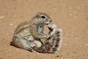 Cape ground squirrel (Xerus inauris) grooming, Kgalagadi Transfrontier Park