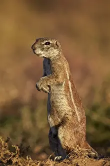 Cape ground squirrel (Xerus inauris) prairiedogging, Mountain Zebra National Park