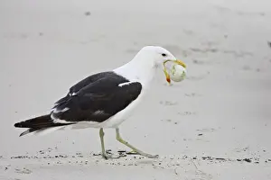 Hunt Prints: Cape gull (Larus vetula) with African penguin (Spheniscus demersus) egg