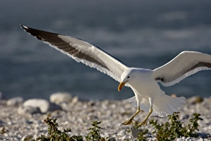 Landing Prints: Cape gull (Larus vetula) landing, Lamberts Bay, Western Cape Province, South Africa