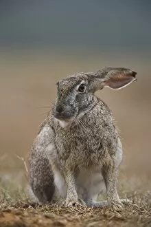 Cape hare, Lepus capensis