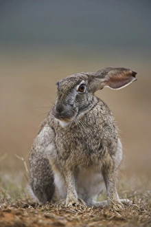 One Animal Only Prints: Cape hare, Lepus capensis