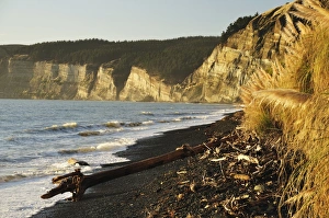 Cape Kidnappers, Hawkes Bay, North Island, New Zealand, Pacific