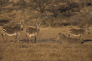 Cape mountain zebra