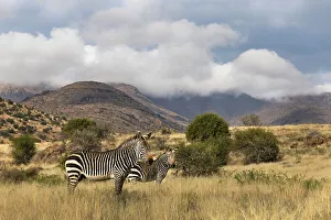 Zebras Prints: Cape mountain zebra (Equus zebra)