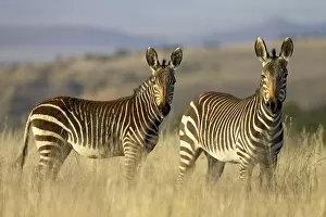 Images Dated 10th January 2000: Cape Mountain zebra (Equus zebra zebra)