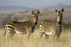 Images Dated 10th January 2000: Cape Mountain zebra (Equus zebra zebra)