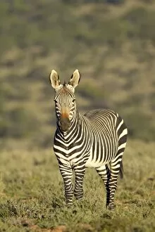 Images Dated 8th March 2007: Cape mountain zebra (Equus zebra zebra), Mountain Zebra National Park, South Africa