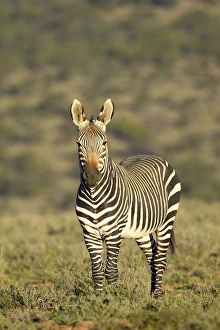 Images Dated 8th March 2007: Cape mountain zebra (Equus zebra zebra), Mountain Zebra National Park, South Africa