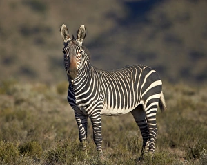 Cape mountain zebra (Equus zebra zebra), Mountain Zebra National Park, South Africa, Africa