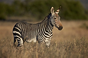 Cape mountain zebra (Equus zebra zebra), Mountain Zebra National Park, South Africa, Africa