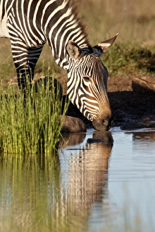Zebra Prints: Cape mountain zebra (Equus zebra zebra) drinking, Mountain Zebra National Park