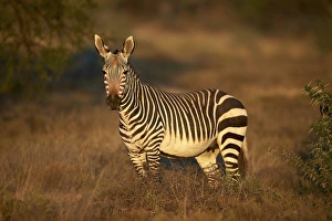 Zebra Prints: Cape mountain zebra (Equus zebra zebra) mare, Mountain Zebra National Park, South Africa