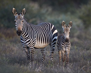 Cape mountain zebra (Equus zebra zebra) mare and foal, Mountain Zebra National Park