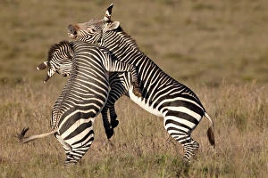 Cape mountain zebra (Equus zebra zebra) sparring, Mountain Zebra National Park