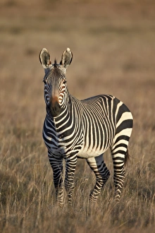 Cape mountain zebra (Equus zebra zebra) stallion, Mountain Zebra National Park, South Africa, Africa