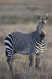 Male Animal Prints: Cape mountain zebra (Equus zebra zebra) stallion