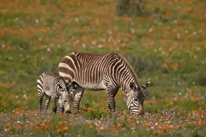 Cape mountain zebra (Equus zebra zebra) among wildflowers, West Coast National Park