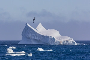 Windy Prints: Cape petrel flying over iceberg near Coronation Island
