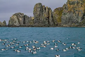 Avifauna Prints: Cape petrel rests on the ocean surface near rocky formations in Antarctica with other birds during a calm day