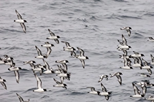 Petrel Prints: Cape petrels (Daption capense), Antarctica, Polar Regions