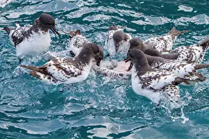 Elephant Prints: Cape petrels feed on a penguin carcass in icy waters near Elephant Island in Antarctica